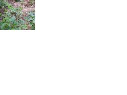 Passiflora Incarnata